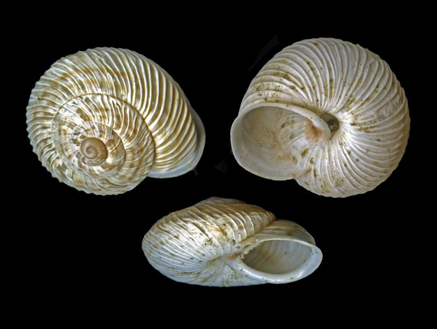 Marmorana(Ambigua)signata  var.molteni